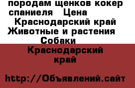 породам щенков кокер спаниеля › Цена ­ 7 000 - Краснодарский край Животные и растения » Собаки   . Краснодарский край